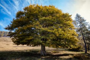 Full elm tree