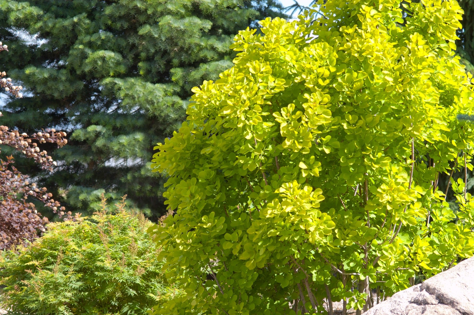 Evergreen Shrub