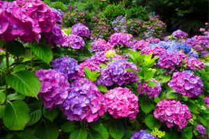 Hydrangea