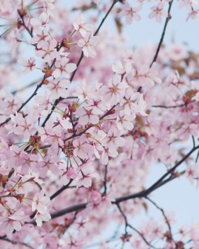 Cherry Blossoms