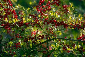 Holly Bush