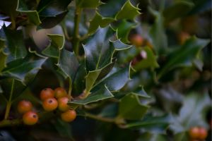 Holly Berry