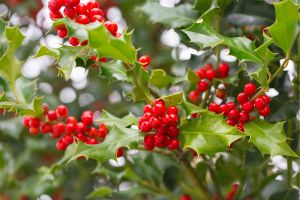 Close-Up Holly Bush