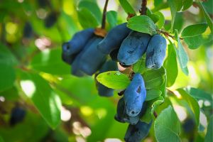 Honeyberries