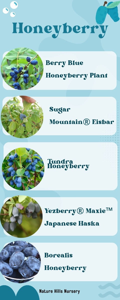 Honeyberry Infographic