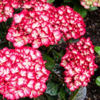 Pink Hydrangeas