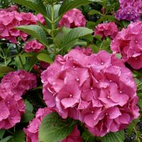 Pink Hydrangeas