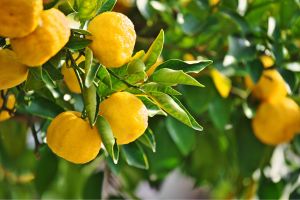 Lemons