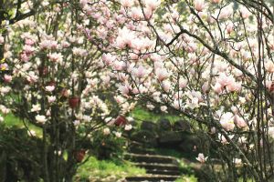 Magnolia Trees