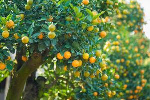 Mandarin Tree