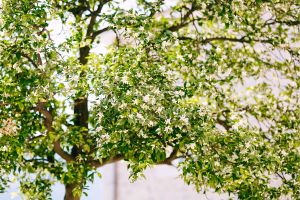 Mandarin Tree Blooming
