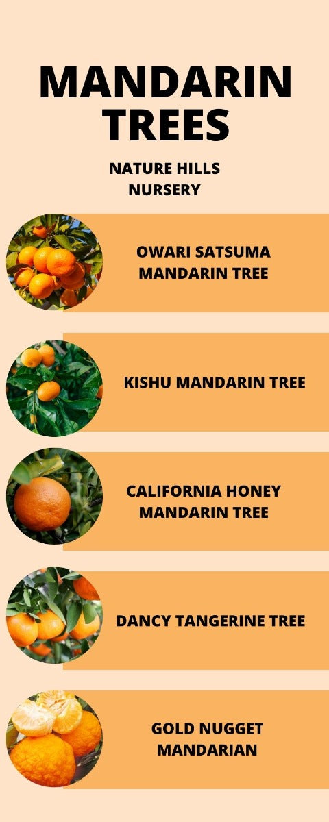 Mandarin Tree Infographic