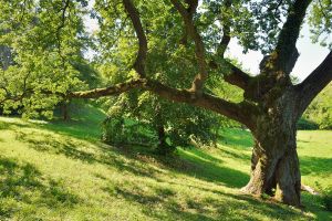 Oak Tree
