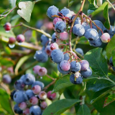 blueberries