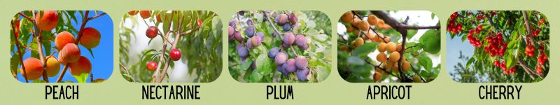 Stone fruits