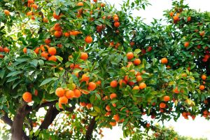 Orange tree branches