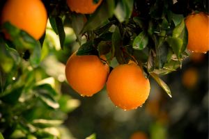 Close up of Orange Tree