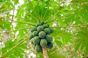 Pawpaws from below