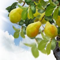 Pear tree branch