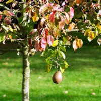 Pear tree