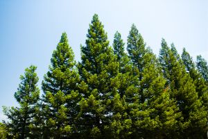 Pine Trees