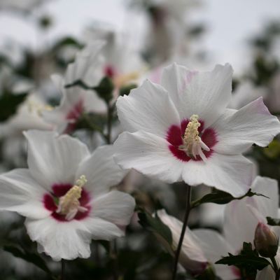 Rose of Sharon Flowers