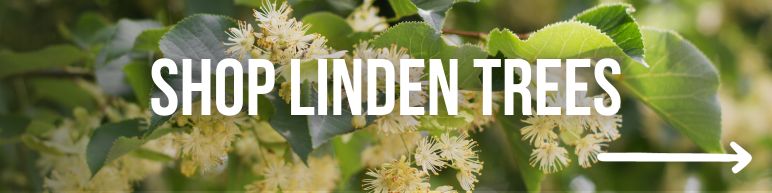 Shop Linded Trees