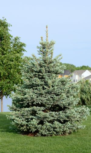 Spruce Tree