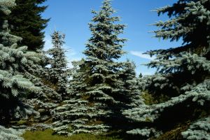 Spruce Trees