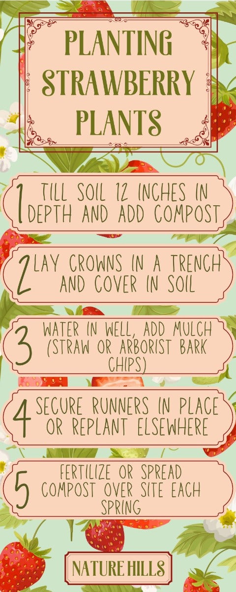 Planting Strawberry Plants