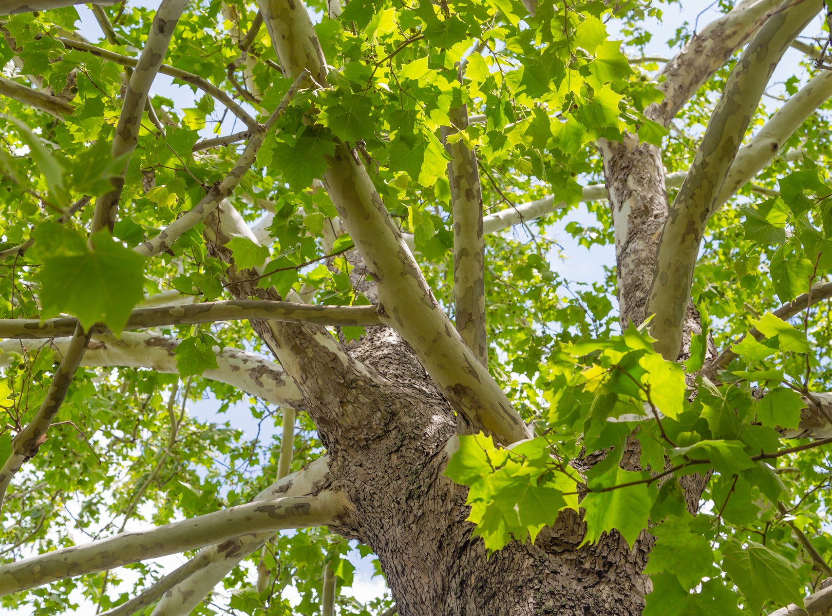 American Sycamore Tree