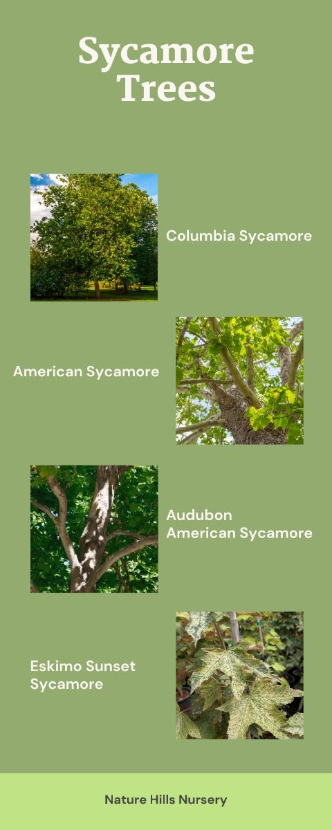 Sycamore Trees Infographic