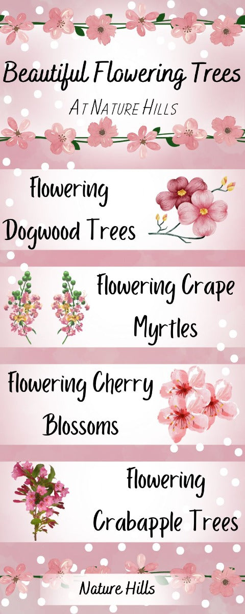 trees infographic