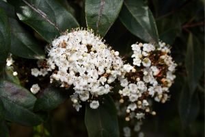 Viburnum Shrubs