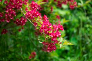 Weigelas