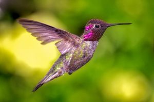 Hummingbird