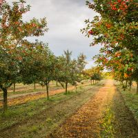 Cherry Trees