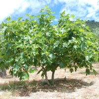 Fig Tree
