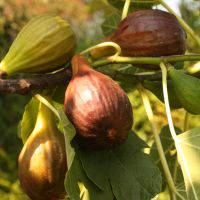 Close up of Figs