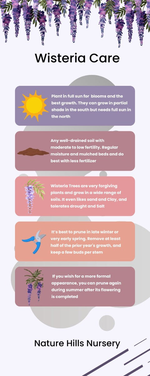 Wisteria Trees Infographic