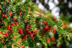 Close-Up Yew Shrub