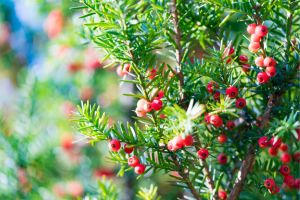 Yew Shrub