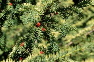 Yew Shrub Greenery