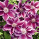 Perennials