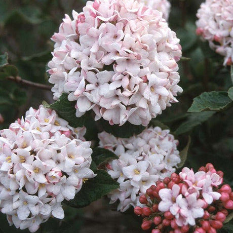 Cayuga Viburnum - Nature Hills Nursery - #3 Container - 