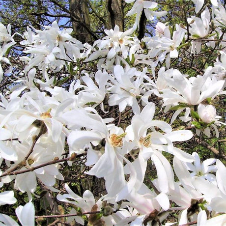Royal Star Magnolia Shrub