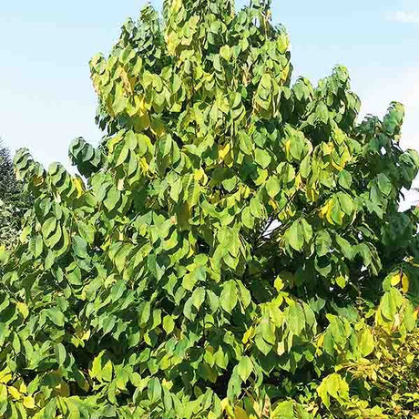 Chappell&trade; Pawpaw Tree - Nature Hills Nursery - #3 Container 3 - 4 Feet - 