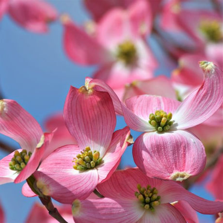 Cherokee Brave&trade; Dogwood Tree - Nature Hills Nursery - #3 Container - 
