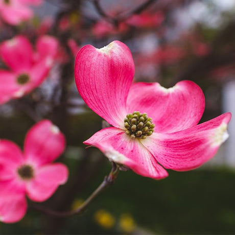 Cherokee Chief Dogwood Tree - Nature Hills Nursery - #3 Container - 