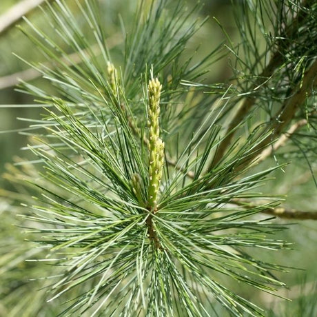 Chinese White Pine Tree - Nature Hills Nursery - Sprinter Pot - 